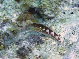 055 Saddled Blenny IMG 5832